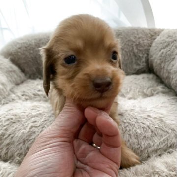 ミニチュアダックスフンド(ロング)【青森県・男の子・2025年4月4日・レッド】の写真「可愛いお顔クリアレッド　男の子☆」