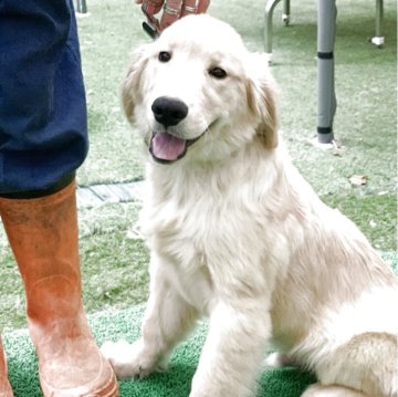 ゴールデンレトリバー【青森県・男の子・2025年5月12日・クリーム】の写真「クオリティ高い男の子⭐︎」