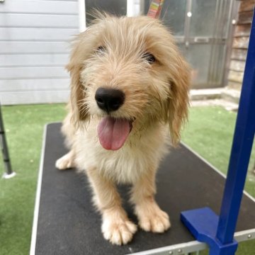 ゴールデンレトリーバー×ゴールデンドゥードル【青森県・女の子・2025年5月28日・薄いゴールド】の写真「優しいお顔の女の子☆」