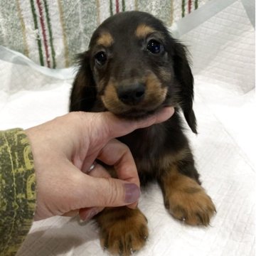 ミニチュアダックスフンド(ロング)【青森県・男の子・2025年8月28日・ブラックタン】の写真「元気はつらつ　男の子☆」