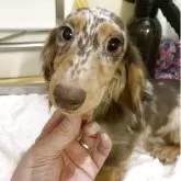 ミニチュアダックスフンド(ロング)【青森県・女の子・2025年5月20日・チョコレートダップル】の写真1