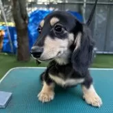 ミニチュアダックスフンド(ロング)【青森県・女の子・2025年5月18日・ブラック&イエロー】の写真1