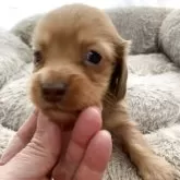 ミニチュアダックスフンド(ロング)【青森県・男の子・2025年4月4日・レッド】の写真10