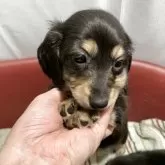 ミニチュアダックスフンド(ロング)【青森県・女の子・2025年5月18日・ブラック&イエロー】の写真5