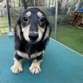 ミニチュアダックスフンド(ロング)【青森県・女の子・2025年5月18日・ブラック&イエロー】の写真4