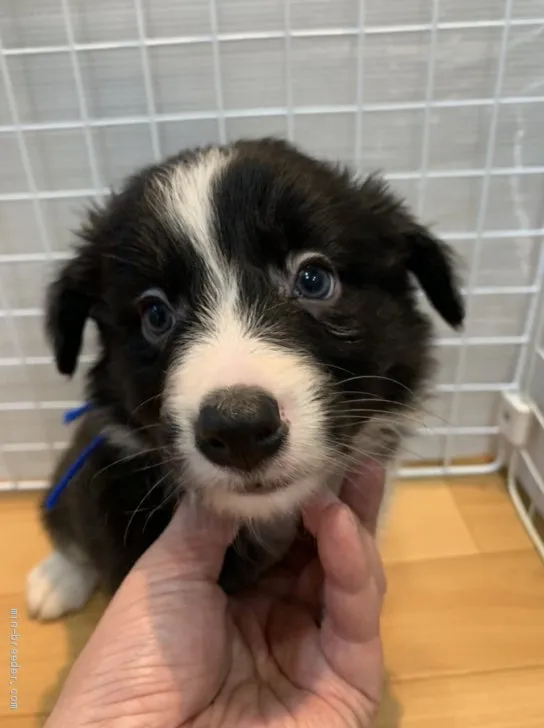 ID：2105-03130の子犬