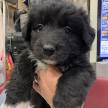 ボードゥードル(ボーダーコリー×ゴールデンドゥードルF1)【青森県・女の子・2023年12月5日・ブラック】の写真「ボードゥードル　女の子☆」