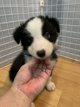 ボーダーコリー【青森県・男の子・2021年4月24日・ブラック&ホワイト】の写真「可愛らしいブラック＆ホワイト男の子☆」