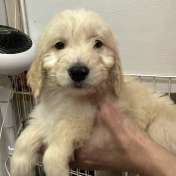 フラットコーテッドレトリーバー×ミディアムプードル【青森県・女の子・2023年12月24日・クリーム】の写真「可愛いドゥードル クリーム女の子♪あお」