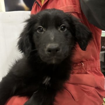 ボードゥードル(ボーダーコリー×ゴールデンドゥードルF1)【青森県・女の子・2023年12月5日・ブラック】の写真「とても賢いボードゥードル　女の子☆」