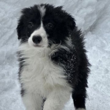 ボーダーコリー【青森県・男の子・2022年11月29日・ブラック&ホワイト】の写真「可愛らしいブラック＆ホワイト男の子☆」