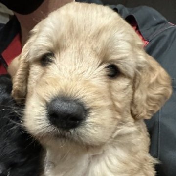 ミディアムサイズ ゴールデンドゥードル【青森県・男の子・2023年8月25日・ゴールド】の写真「ふわふわ可愛らしい男の子☆」