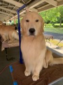 ゴールデンレトリバー【・男の子・2020年4月1日・ゴールド】