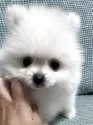 ポメラニアン【大分県・男の子・2025年8月19日・ホワイト(ホワイト、クリーム)】の写真7
