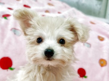 ポメプー(ポメラニアン×トイプードル)【大分県・男の子・2025年8月26日・アプリコット】の写真「小さめサイズの男の子💕」