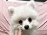 ポメラニアン