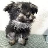 ポメマル(ポメラニアン×マルチーズ)【大分県・男の子・2025年8月26日・ブラックタン】の写真1「優しいお顔のポメマルくん🙆‍♀️」