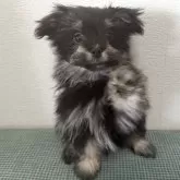 ポメマル(ポメラニアン×マルチーズ)【大分県・男の子・2025年8月26日・ブラックタン】の写真2