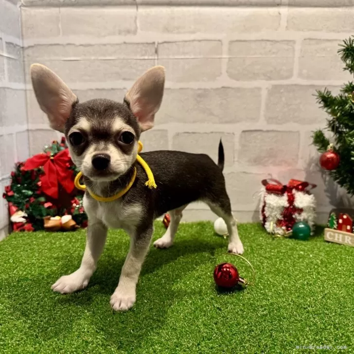 チワワ(スムース)【山口県・男の子・2025年8月19日・ブラックタン】の写真1