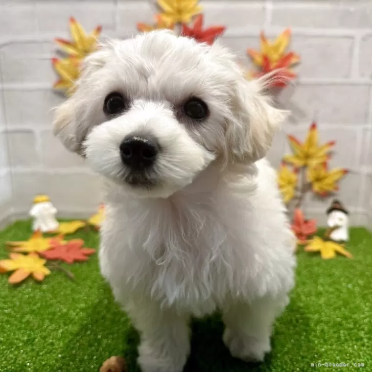 M.N 様のお迎えした子犬