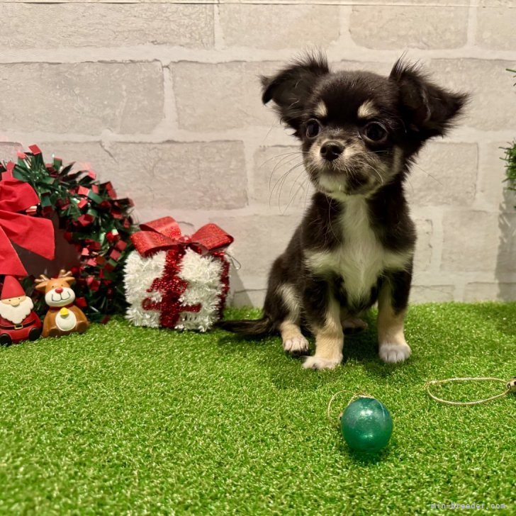 ブリーダー画像