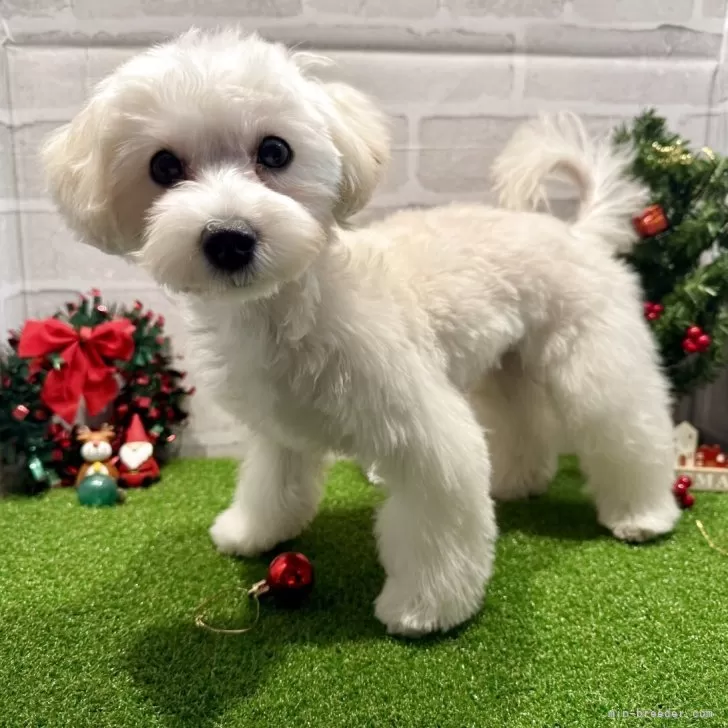 マルプー(トイプードル×マルチーズ)【山口県・女の子・2025年7月3日・クリーム】の写真1