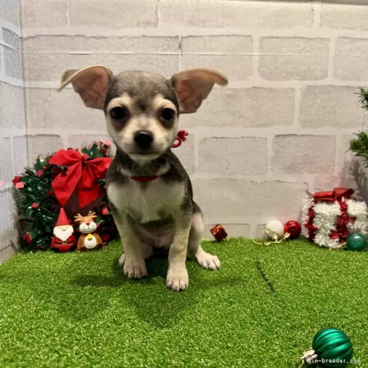 M.U 様のお迎えした子犬