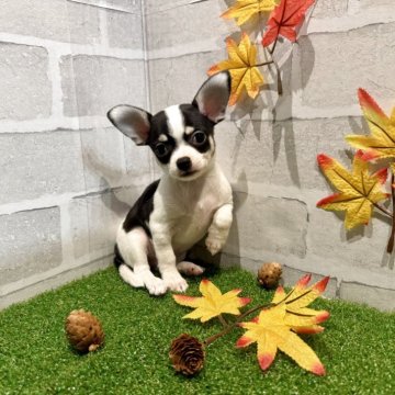 チワワ(スムース)【山口県・男の子・2025年8月19日・ブラック&ホワイト】の写真「牛柄模様がチャームポイントです🐮」