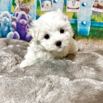 マルチーズ【山口県・女の子・2025年4月9日・ホワイト】の写真「ワクチン1回接種済みになります♫」