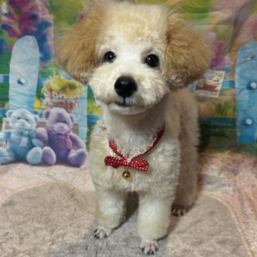 トイプードル(トイ)【山口県・男の子・2025年2月9日・アプリコット】の写真「ワクチン3回接種済みです☺️」