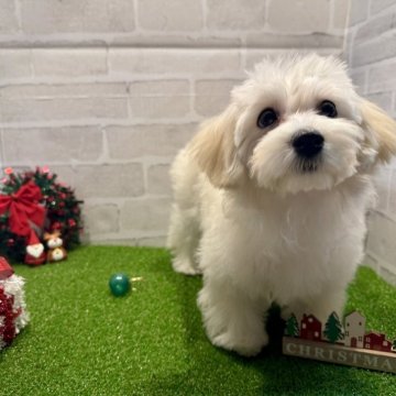 マルプー(トイプードル×マルチーズ)【山口県・女の子・2025年7月3日・クリーム】の写真「ワクチン3回接種済みです💉」