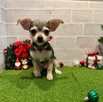 チワワ(スムース)【山口県・男の子・2025年8月19日・ブラックタン】の写真「好奇心旺盛な男の子👦」