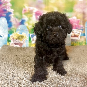 トイプードル(トイ)【山口県・女の子・2025年2月9日・ブラック】の写真「おめめクリクリ小ぶりな女の子です♫」