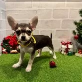 チワワ(スムース)