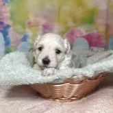 マルプー(トイプードル×マルチーズ)【山口県・女の子・2025年7月3日・クリーム】の写真6