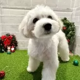 マルプー(トイプードル×マルチーズ)【山口県・女の子・2025年7月3日・クリーム】の写真3