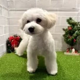 マルプー(トイプードル×マルチーズ)【山口県・女の子・2025年7月3日・クリーム】の写真5