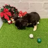 チワワ(ロング)【山口県・男の子・2025年8月19日・ブラックタン&ホワイト】の写真5