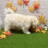 マルプー(トイプードル×マルチーズ)【山口県・女の子・2025年7月3日・クリーム】の写真6