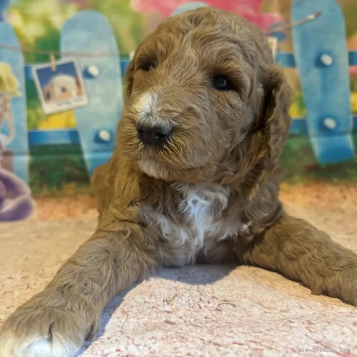 ID:2411-00055の子犬