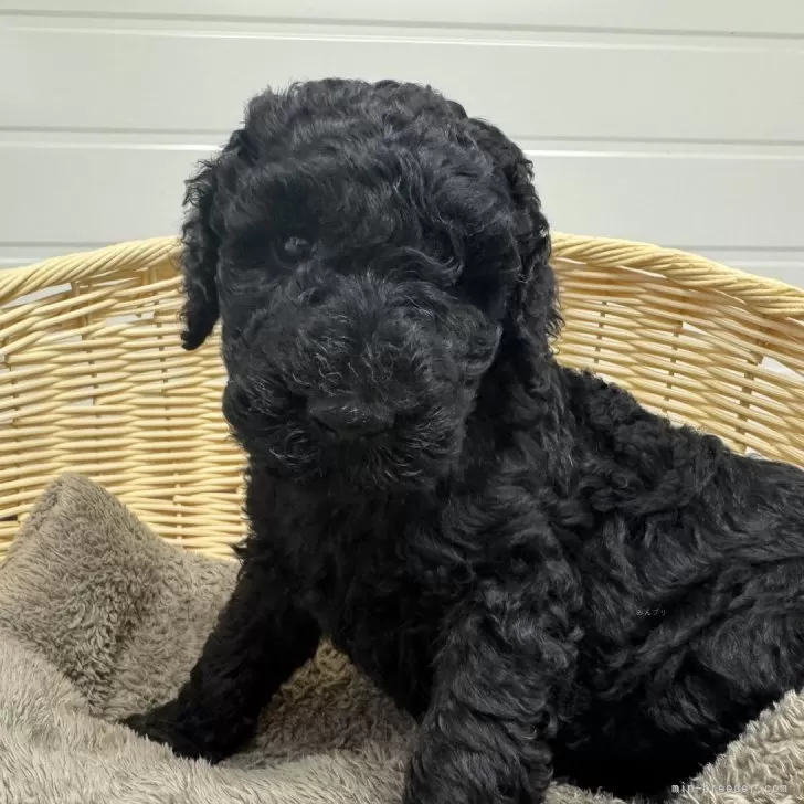 m. 様のお迎えした子犬