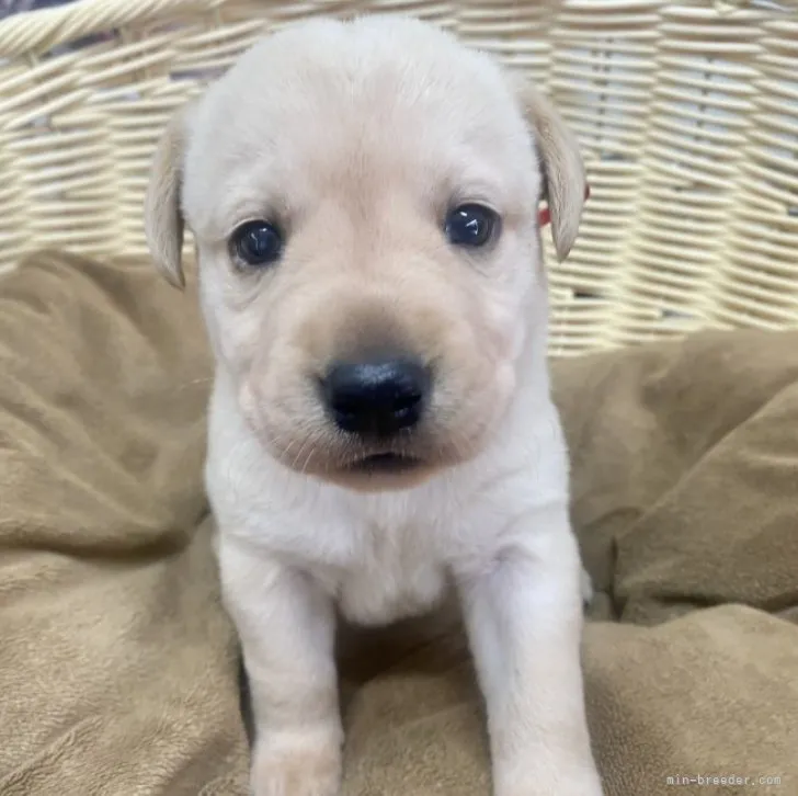 ID：2310-01931の子犬