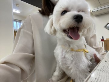 国内人気作家様 金井様の小さな犬 国内人気作家様 金井様の小さな犬