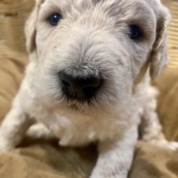 スタンダードプードル【山口県・男の子・2023年10月29日・クリーム】の写真「ビックサイズです🐶」