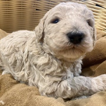 スタンダードプードル【山口県・男の子・2023年10月29日・クリーム】の写真「次男らしいマイペース君です🐶」