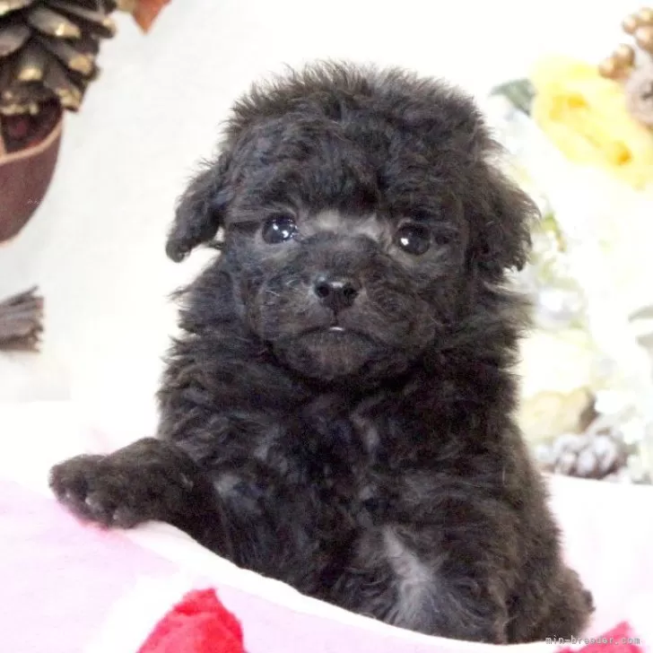 ID：2511-02212の子犬