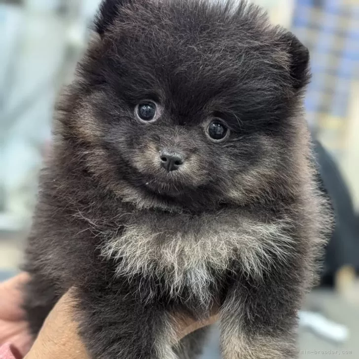 ID:2411-00992の子犬