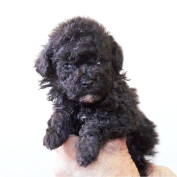 トイプードル(トイ)【兵庫県・女の子・2024年12月17日・グレー(シルバー)】の写真「可愛い3兄妹♡父親遺伝子検査クリア」