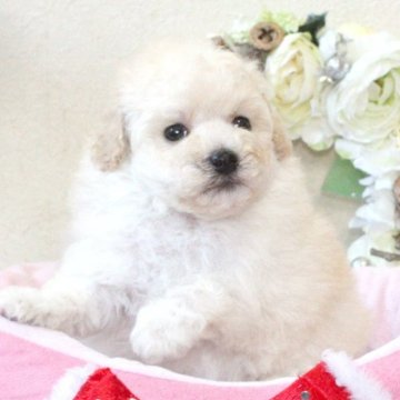 トイプードル(タイニー)【兵庫県・女の子・2025年9月25日・ホワイト】の写真「かわいいオットリさん♡父親遺伝子検査クリア」