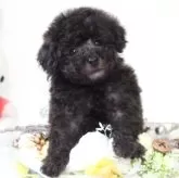 タイニープードル